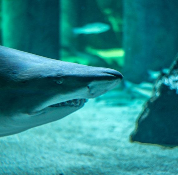 L’acquario di Cattolica