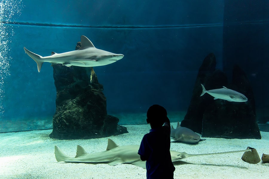 L’acquario di Cattolica