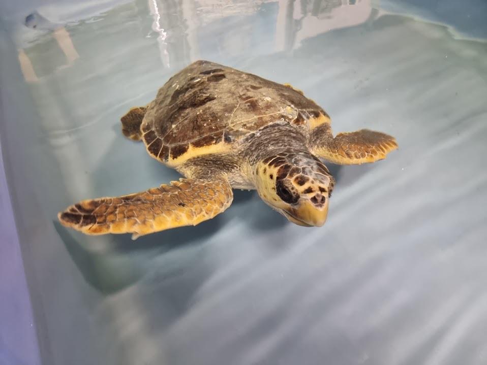 Copia di Scopri il Mondo delle Tartarughe!