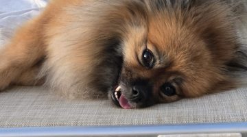 👉 Bring your four-legged friend with you on holiday