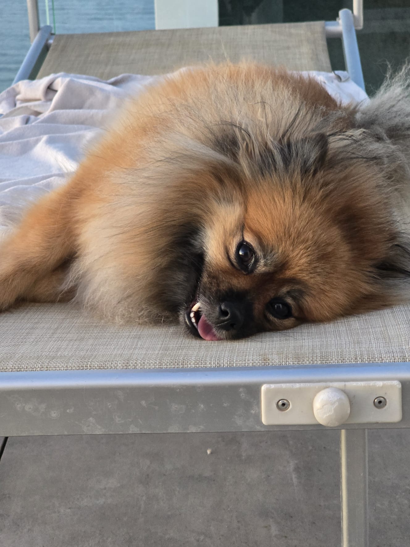 👉 Bring your four-legged friend with you on holiday