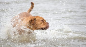 Colazione XXL & Brunch Pet Friendly