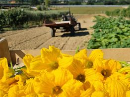 MERCOLEDI' POMERIGGIO: PASSEGGIATA E DEGUSTAZIONE IN FATTORIA