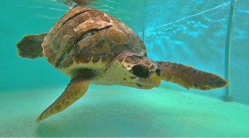 Vacanza family: avventure in campagna e in mare